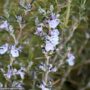 Rosemary – Tuscan Blue – #1 Container